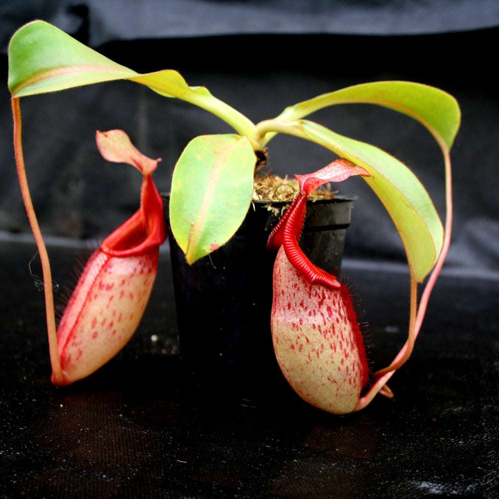 
                      
                        Nepenthes rajah x veitchii, BE-3730
                      
                    