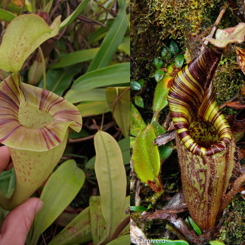 Two panel view of Nepenthes platychila x mollis: pale green striped pitcher on left and striped pitcher rising from moss on right.