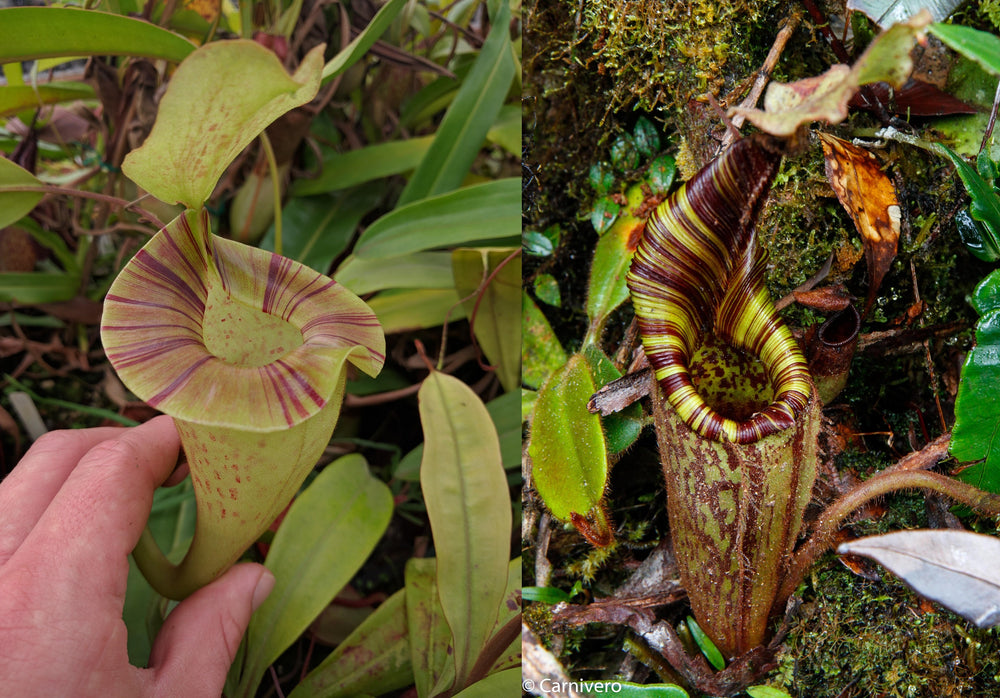 Nepenthes platychila x mollis