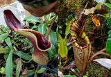 Nepenthes lowii x mollis