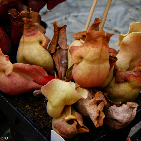 Sarracenia rosea veinless with pale pink cream pitchers in a pot