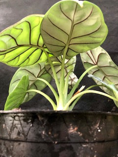 
                      
                        Alocasia baginda 'Silver Dragon'
                      
                    