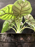 Alocasia baginda 'Silver Dragon'