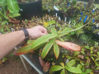 Nepenthes sibuyanensis variegated