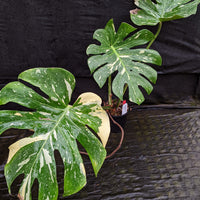 Monstera deliciosa 'Thai Constellation'