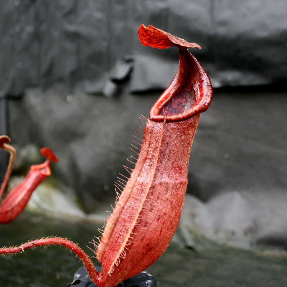 
                      
                        Nepenthes truncata x peltata "Red Phantom"
                      
                    