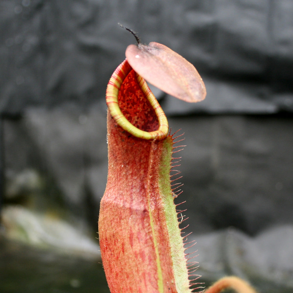 
                      
                        Nepenthes truncata x peltata "Red Phantom"
                      
                    