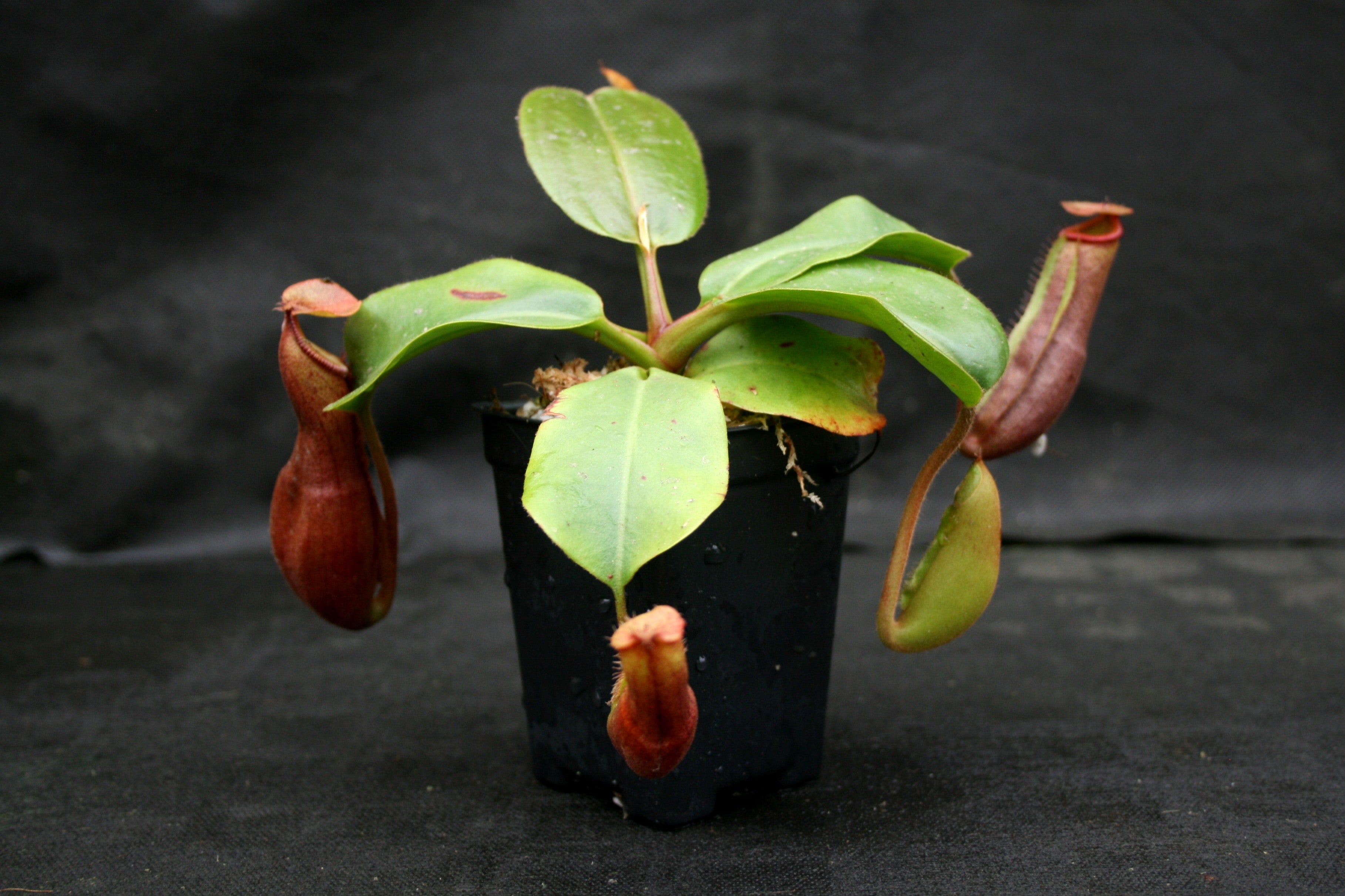 Nepenthes truncata (d) x mira, CAR-0075 – Carnivero
