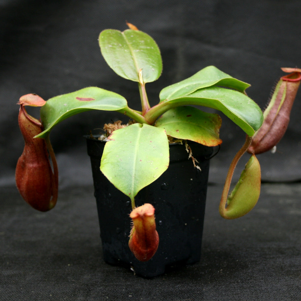 
                      
                        Nepenthes truncata (d) x mira, CAR-0075
                      
                    