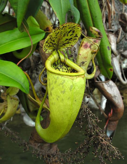 
                      
                        Nepenthes treubiana
                      
                    