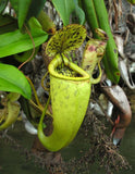 Nepenthes treubiana