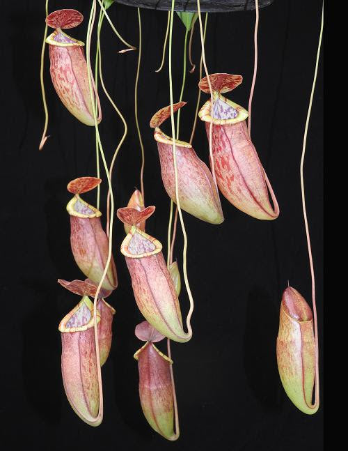 
                      
                        Nepenthes eustachya x tenuis
                      
                    