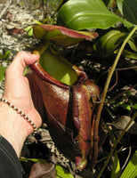 Nepenthes treubiana