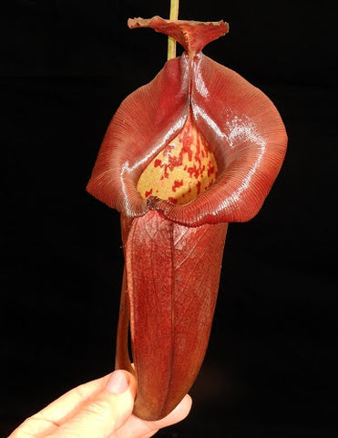 Large red Nepenthes robcantleyi x jacquelineae pitcher held by hand against a dark background.