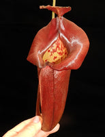 Nepenthes robcantleyi x jacquelineae, BE-4028