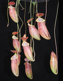 Nepenthes eustachya x tenuis