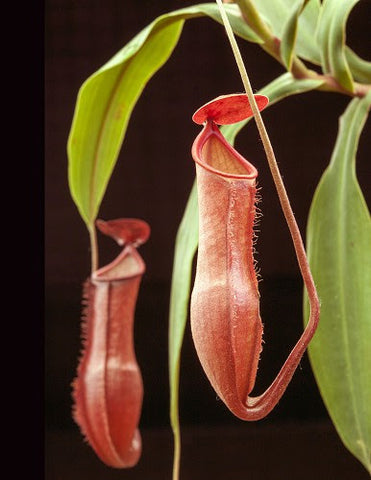 Nepenthes vieillardii pitcher plant with red hanging traps and green leaves against a dark background
