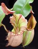 Nepenthes veitchii Bareo, BE-4033