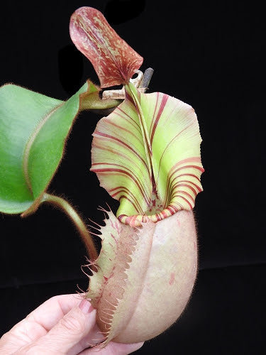 
                      
                        Nepenthes veitchii Bareo, BE-4033
                      
                    