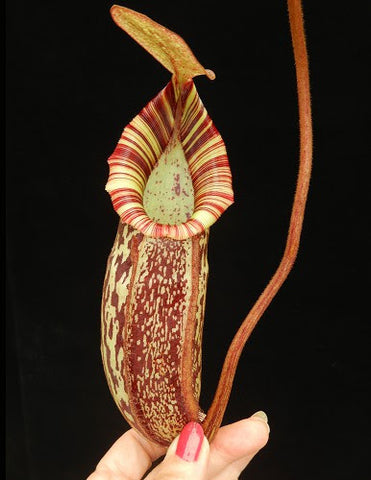 Nepenthes spectabilis x bongso pitcher with maroon stripes and pale interior held by a hand against a dark background