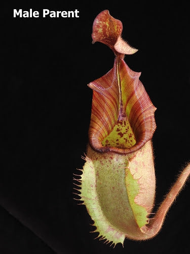 
                      
                        Nepenthes veitchii Bareo, BE-4033
                      
                    