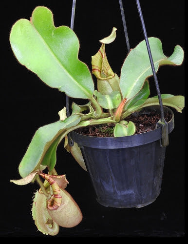 P.veitchii limited species 3 edition④ P.veitchii limited species 3 edition④ P.Veitchii limited