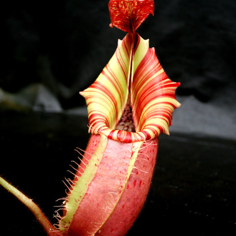 Close-up of Nepenthes veitchii Candy Dreams pitcher with cream and red striped peristome against dark background.