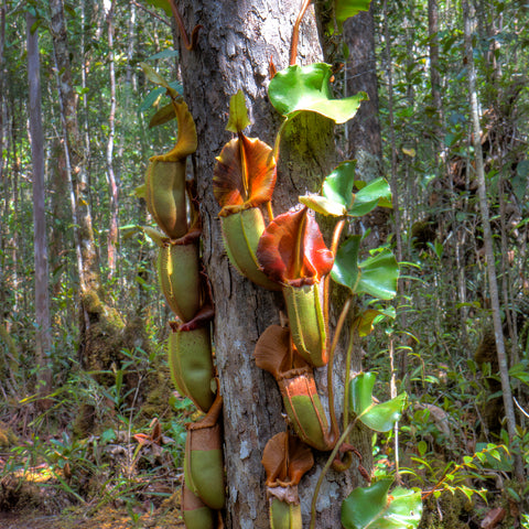 Climbing Nepenthes veitchii along a tree trunk in Maliau Basin forest with green pitchers and orange brown peristomes.