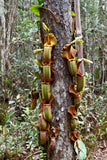 Nepenthes veitchii Maliau Basin