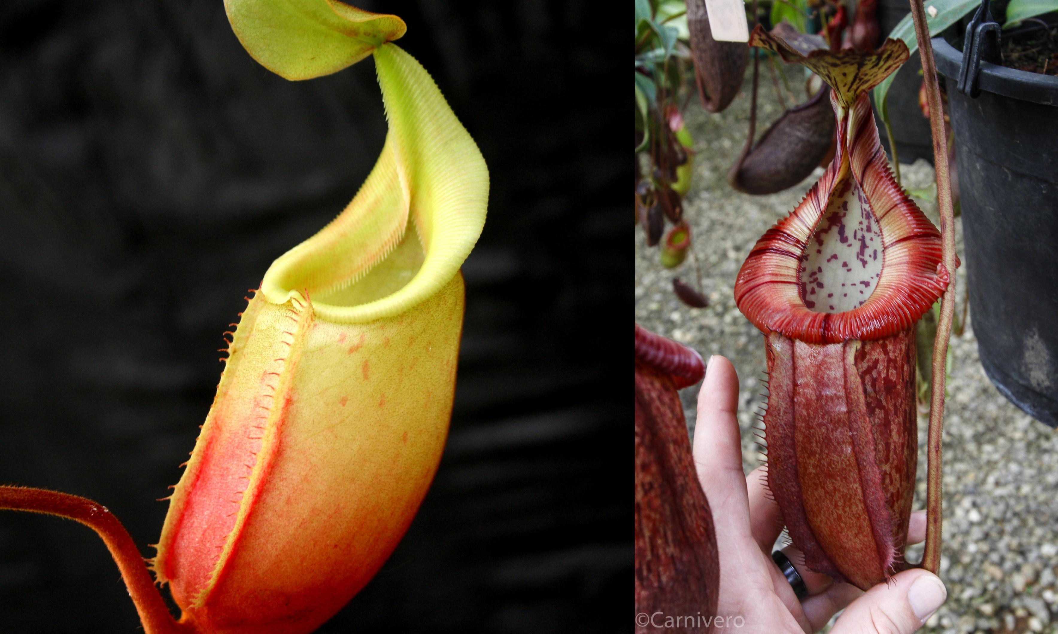 Nepenthes (veitchii x mira) x (burbidgeae x edwardsiana