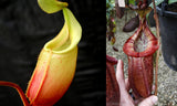 Nepenthes (veitchii x mira) x (burbidgeae x edwardsiana)