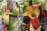 Nepenthes (tiveyi x veitchii) x veitchii "Pink Candy Cane", CAR-0020