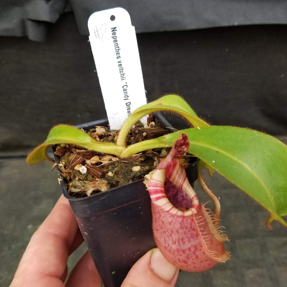 
                      
                        Nepenthes veitchii "Candy Dreams"
                      
                    