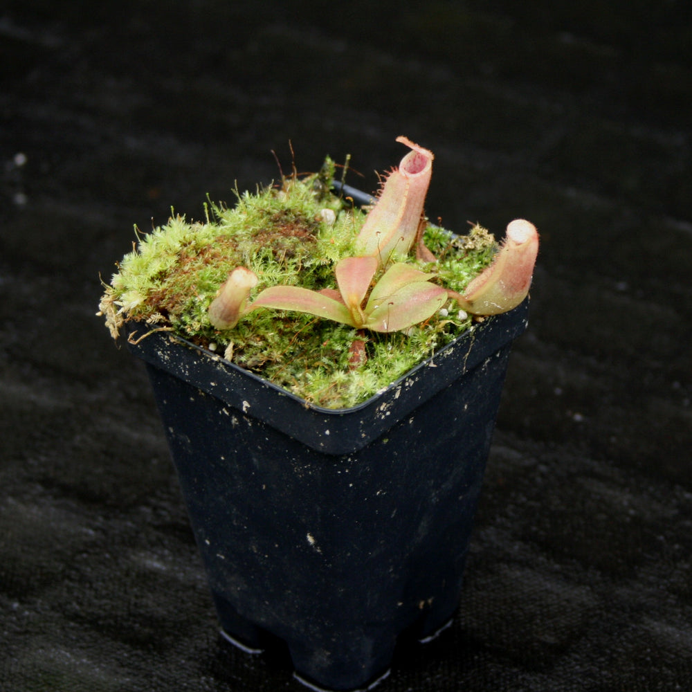 
                      
                        Nepenthes veitchii ("Big Mama" x "The Wave"), CAR-0168
                      
                    