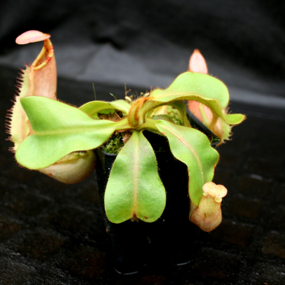 
                      
                        Nepenthes veitchii ("Big Mama" x "The Wave"), CAR-0168
                      
                    
