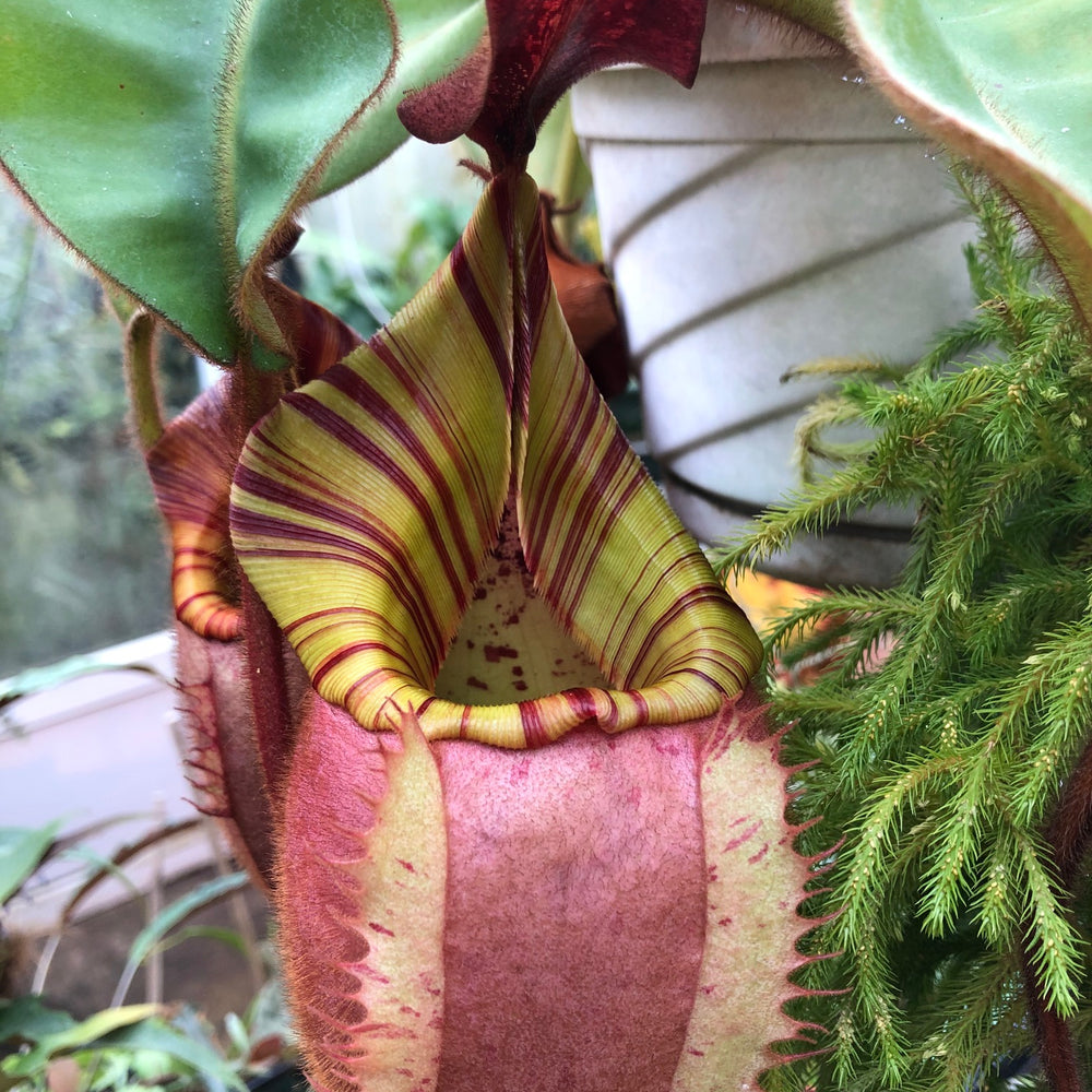 
                      
                        Nepenthes lowii x veitchii
                      
                    