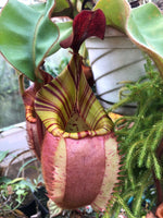Nepenthes lowii x veitchii
